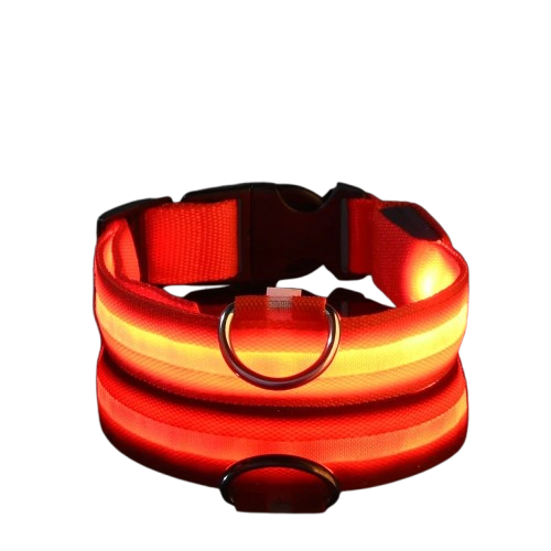 collier chien lumineux