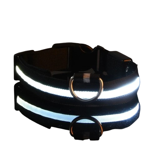 collier chien lumineux