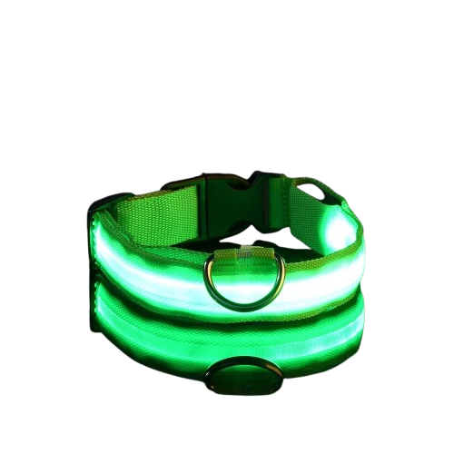 collier chien lumineux