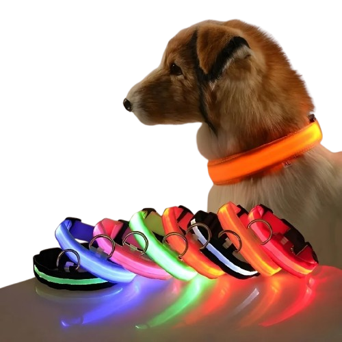 collier chien lumineux